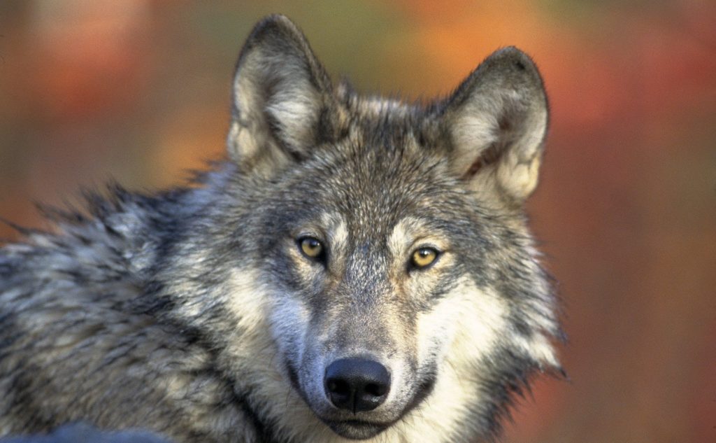 Loup attentif écoute