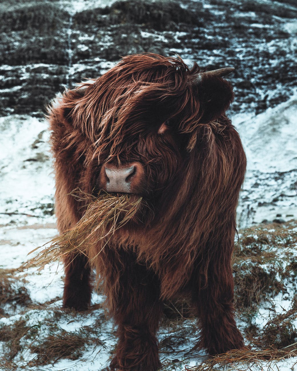 Intervention sur les animaux ; magnétisme animal ; yack marron dans une montagne broutant du foin.