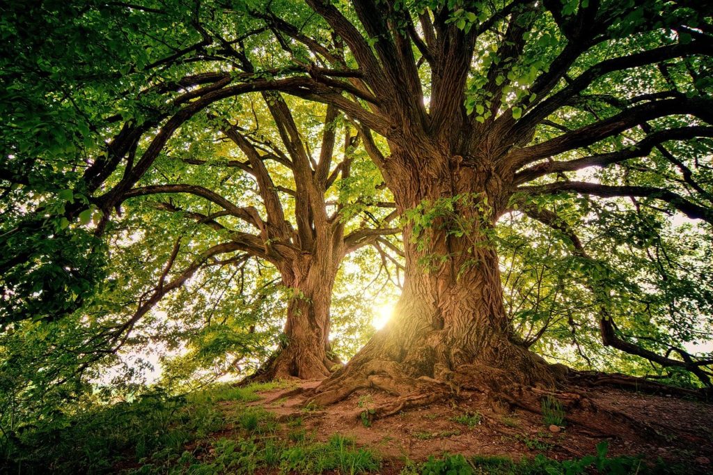 Des arbres majestueux aux troncs noueux éclairés par le soleil en arrière plan.